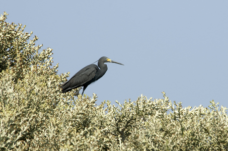 Egreta dimorpha/Dimorphic Egret/Dimorphic Egret