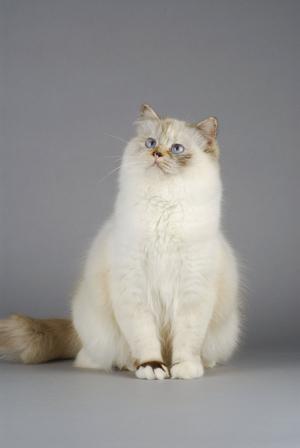 Cat/Breed: Sacred Burma/Dress: Seal Tortie Tabby/Name: Berenice d'Highland - MANDATORY: Highland Chattery