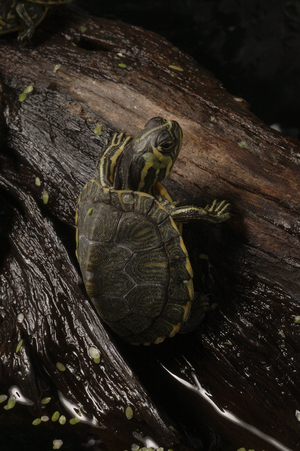 Trachemys scripta elegans/Red-eared Turtle/Chrysemys scripta elegans/Florida Turtle
