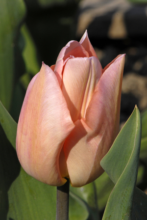 Tulipa x/Tulip Triumph 'Holland Beauty'