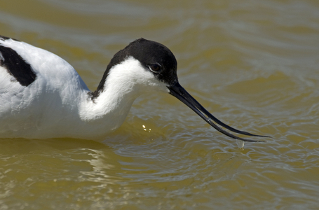 Recurvirostra avosetta/Avocado with black neck/Elegant avocette/Foot Avocet