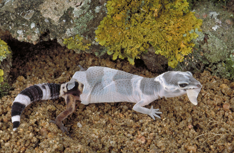 Eublepharis macularius/Gecko leopard/Gecko panthere