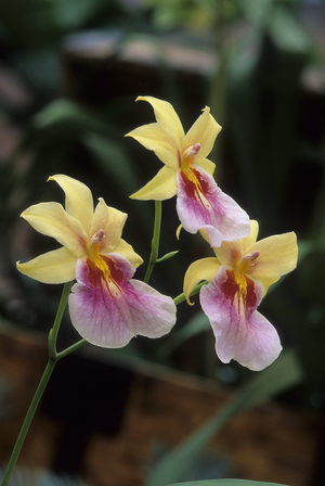Miltoniopsis x/Miltonia