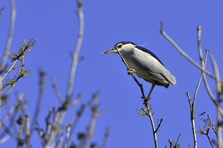 Nycticorax nycticorax/Heron Crowned Night Heron