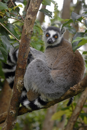 Lemur catta/Lemur catta/Maki catta/Ring Tailed Lemur