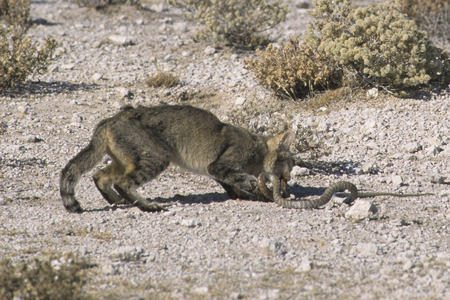 Felis lybica/African wild cat/cobra striker