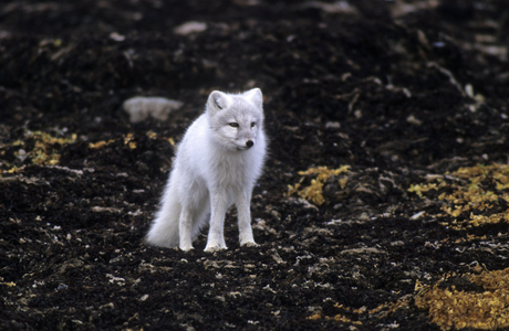 Alopex lagopus/Polar Fox/Artic Fox