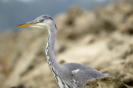 Ardea cinerea/Heron ash/Grey Heron