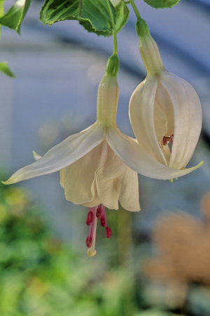 Fuchsia x/Fuchsia 'Annabel'