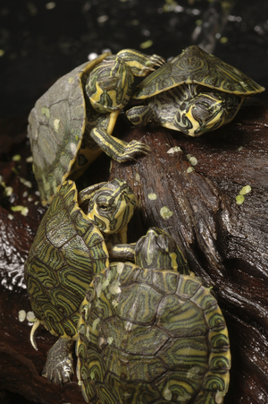 Trachemys scripta elegans/Red-eared Turtle/Chrysemys scripta elegans/Florida Turtle