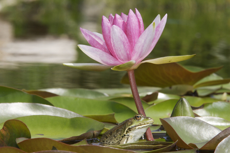 Rana esculenta/Green Frog/Green Frog/Edible Frog/Nymphaea sp./Nenuphar