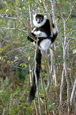 Varecia variegata variegata/Maki vari black and white/Ruffed Lemur