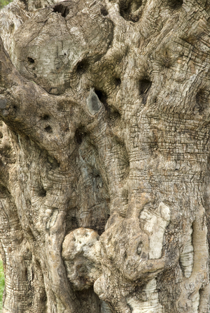 Olea europaea/Olive Tree