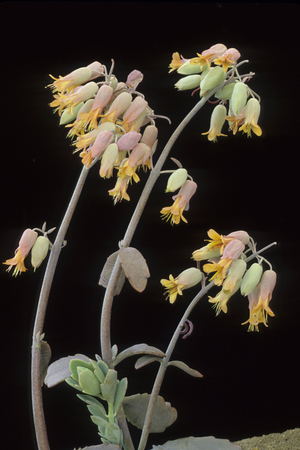 Kalanchoe fedtschenkoi/Kalanchoe/Lavender Scallops