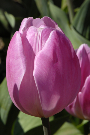 Tulipa x/Triumph Tulip 'Early Glory'