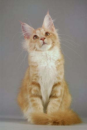 Cat/Breed: Maine Coon/Dress: Tabby Blotched Creme and White/Name: Bonita Bambie de Sulena de Tengri'nor/Kitten - MANDATORY Mention: Sulena de Tengri'nor Castle