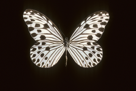 Ideopsis gaura
