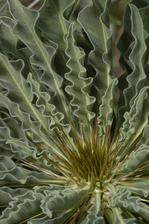 Pachypodium namaquanum
