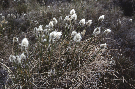 Eriophorum vaginatum/Linaigrette vagina