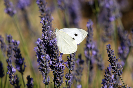 Pieris brassicae/Pieride du cabbage/Large White/Lavandula x/Lavender/Lavandin