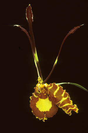 Psychopsis papilio/Oncidium papilio/Orchidee butterfly