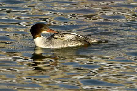 Mergus merganser/Beetle/Big Harle/Common merganser/Female