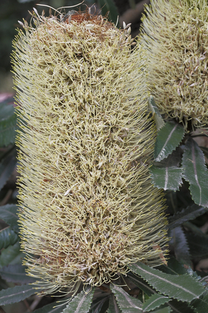 Banksia serrata/Old Man Serrata