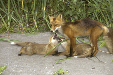 Vulpes vulpes/Red Fox/Red Fox/Renardeau