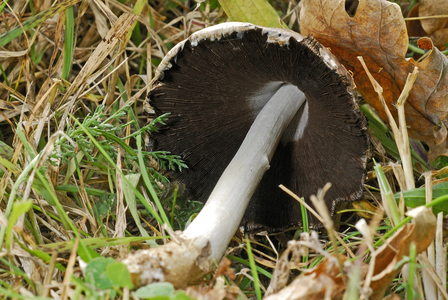 Coprinus atramentarius/Black Coprin/Ink Coprin