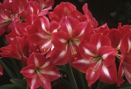 Hippeastrum x/Amaryllis 'Las Vegas'