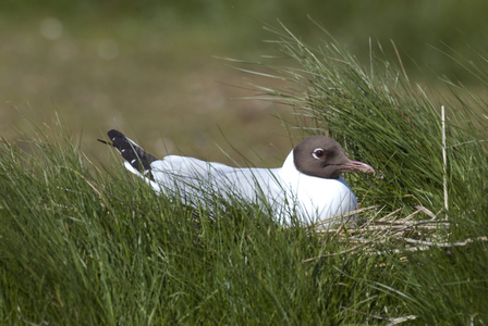 Larus ridibundus/Black Headed Gull/Black Headed Gull