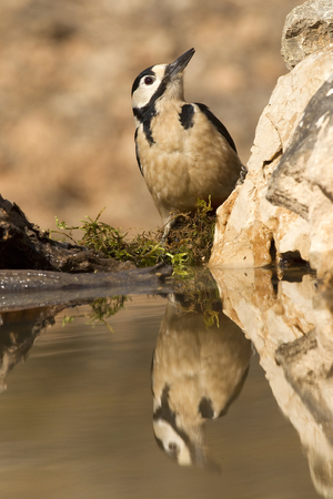 Dendrocopos major/Woodpecker/Great Spotted Woodpecker/Greater Spotted Woodpecker