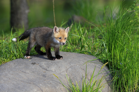Vulpes vulpes/Red Fox/Fox/Red Fox/Red Fox