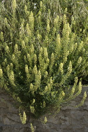 Reseda lutea/Reseda yellow/Reseda basard/Reseda wild/Wild Mignonette