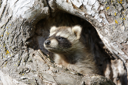 Procyon lotor/Common Raccoon/Common Raccoon