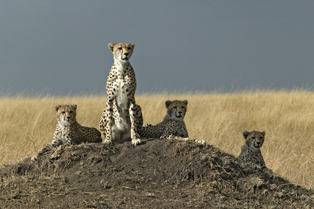 Acinonyx jubatus/Guepard/Cheetah