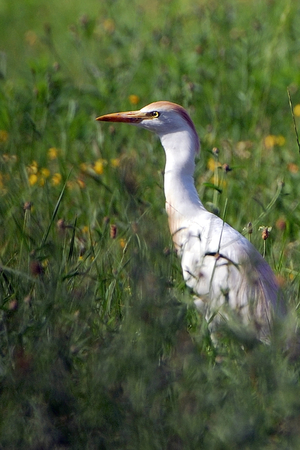 Bubulcus ibis/Heron beef guard/Heron gardeoxen/Cattle Egret