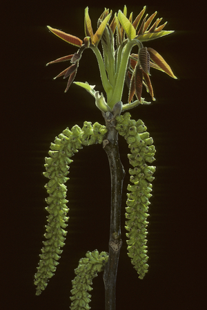 Juglans regia/Royal Walnut/Walnut Tree/Kitten male