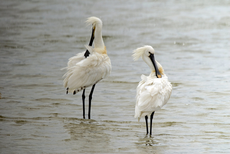 Platalea leucorodia/White Spatula/White Spoonbill