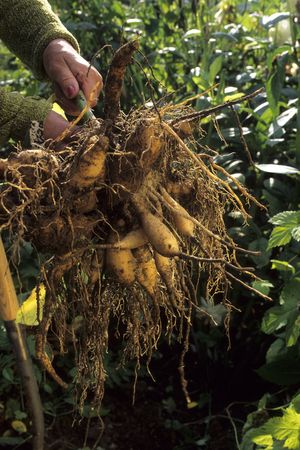 Pull-up/Dahlia Tubers