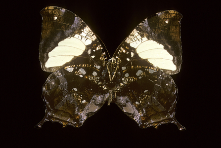 Anaea clytemnestra