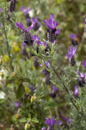 Lavandula stoechas/Lavender butterfly/Lavender of the islands of Hyeres