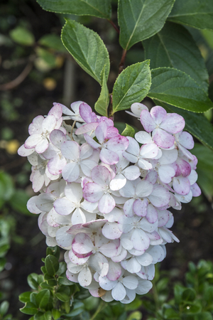 Hydrangea paniculata/Hydrangea Vanilla Strawberry 'Renhy'