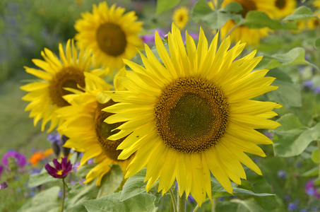 Helianthus annuus/Sunflower