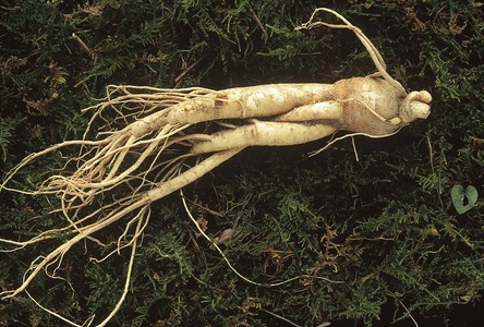 Panax ginseng/Ginseng