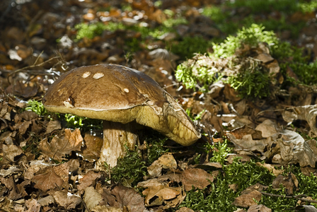 Boletus edulis/Cope de Bordeaux/Edible bolet