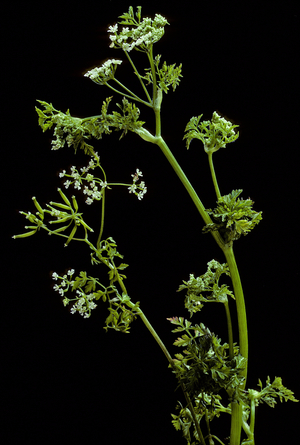 Anthriscus cerefolium/Common chervil/Honey chervil