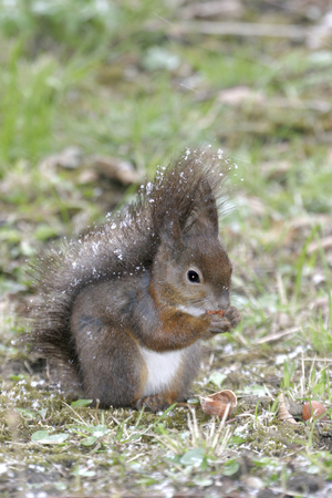 Sciurus vulgaris/Red Squirrel/Common Squirrel/Eurasian Red Squirrel