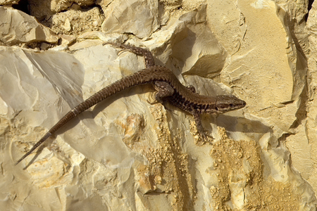 Podarcis muralis/Lizard of the walls/Common Wall Lizard