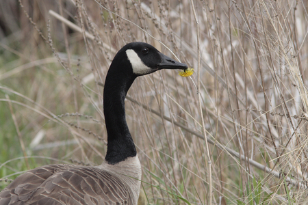 Branta canadensis/Canada Geese/Canada Goose